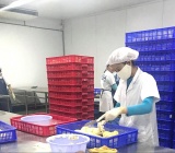Cần xé sầu riêng
